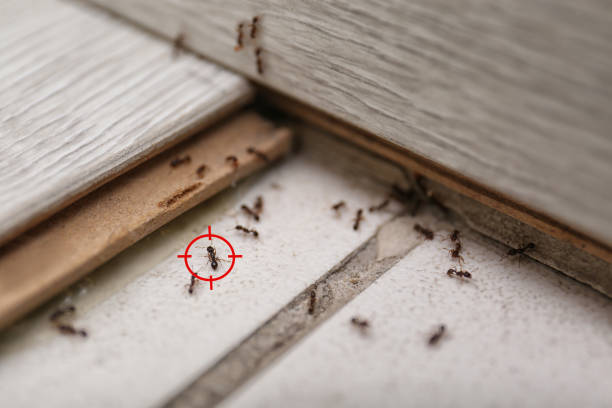 Best Pest Removal Services  in Solomon, KS