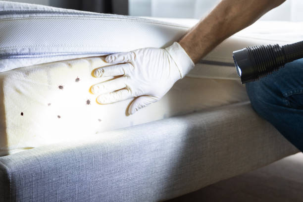 Best Flea Control Services  in Solomon, KS