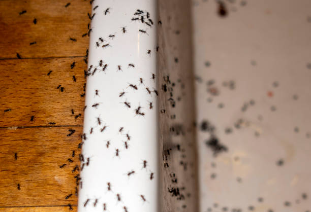 Best Best Pest Control Companies  in Solomon, KS