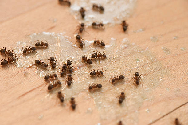 Best Residential Pest Control  in Solomon, KS