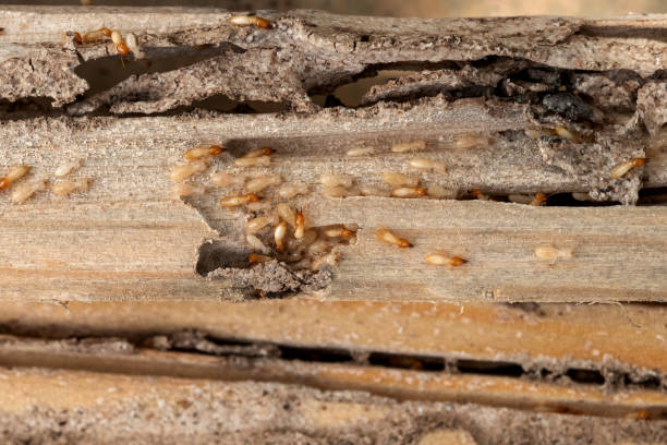 Best Pest Inspection Near Me  in Solomon, KS