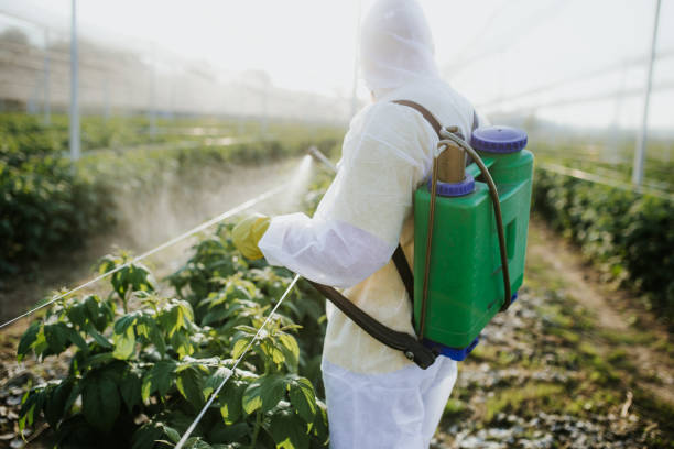 Best Local Pest Control Services  in Solomon, KS